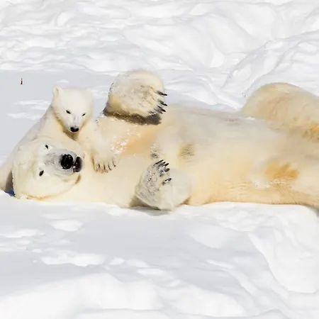 Virpi * רובניימי