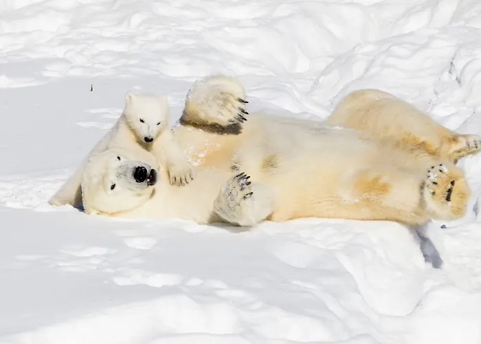 ヴィルピ * ロヴァニエミ